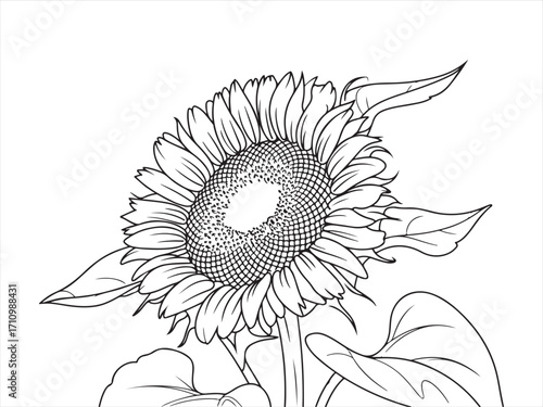 Vector outline sunflower drawing for gardening, agriculture, floral art, and decorative concepts