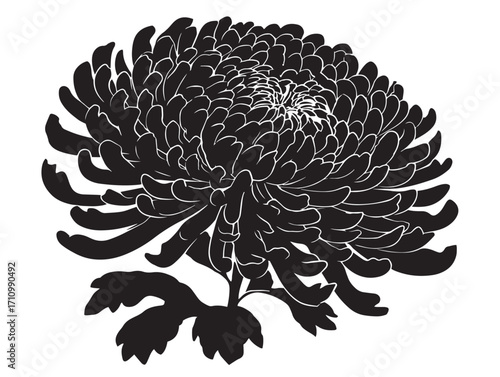 Stunning chrysanthemum silhouette vector illustration with floral grace