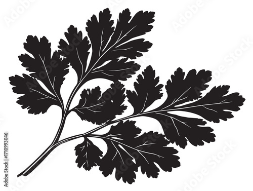 Aromatic coriander leaf silhouette botanical vector illustration