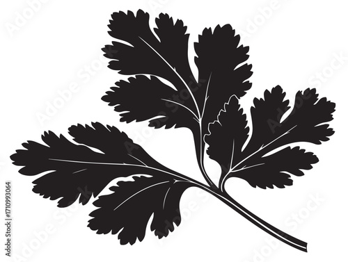 Fresh coriander leaf silhouette natural illustration design