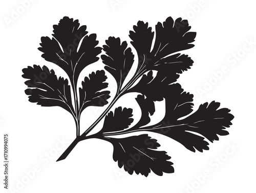 Beautiful coriander leaf silhouette with organic elegance