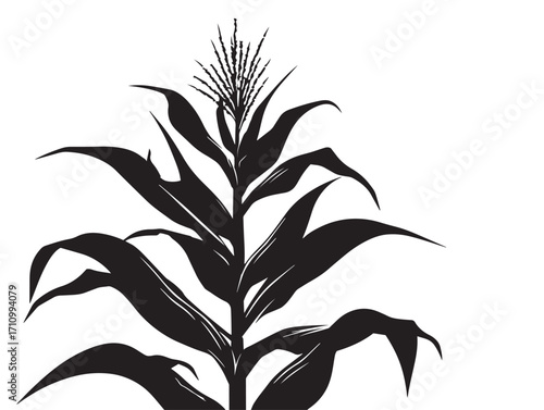 Natural corn stalk silhouette botanical vector artwork