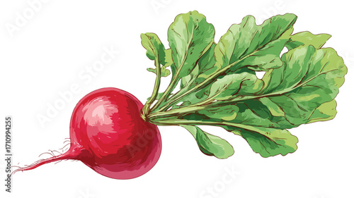 Vibrant Radish with Red Root and Leafy Greens - Fresh Flat Vector Illustration