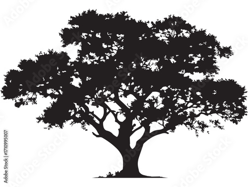 Elegant cottonwood tree silhouette with natural elegance