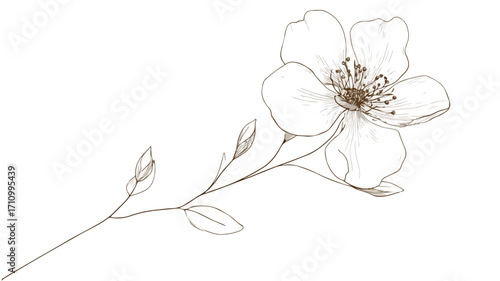 Minimalist Flowering Plant Outline for Botanical Designs and Illustrations