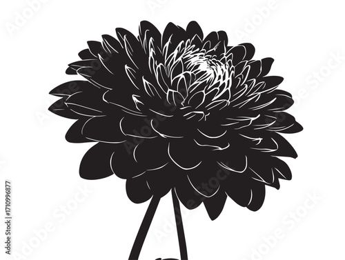 Decorative dahlia flower silhouette natural botanical element