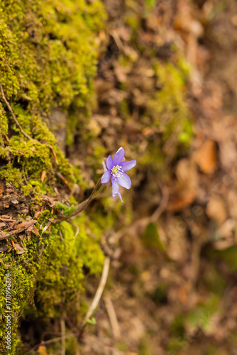 First speedwell flower in a spring forest