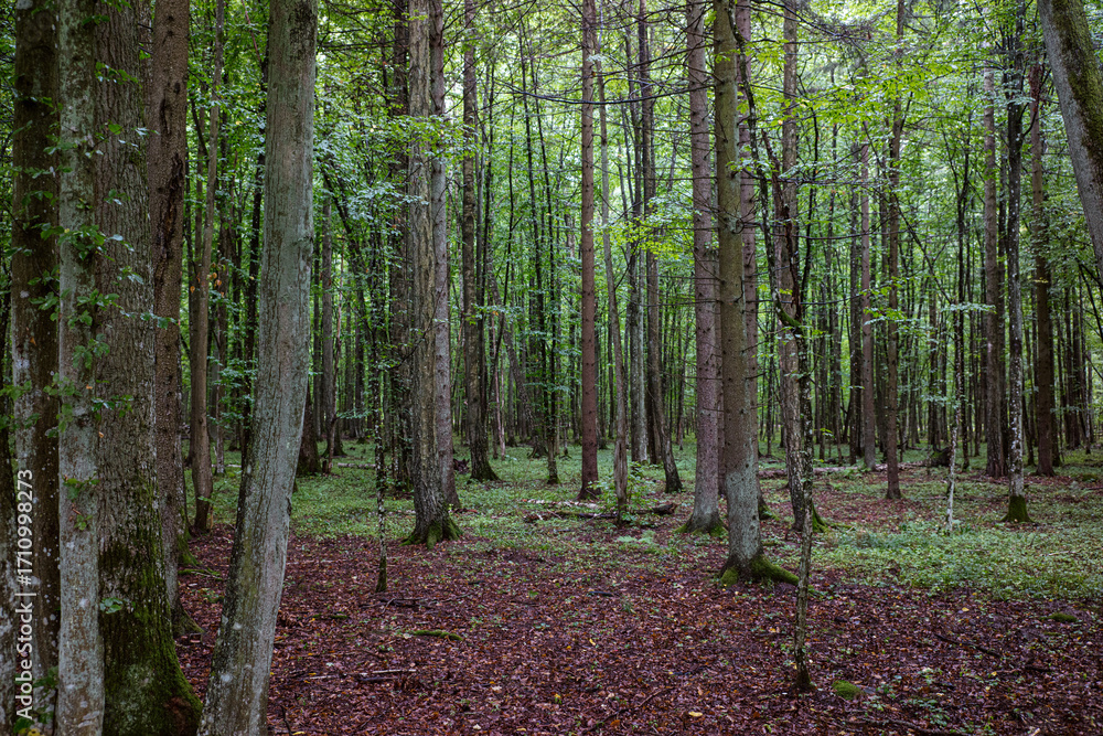 Fototapeta premium Polska, Podlasie