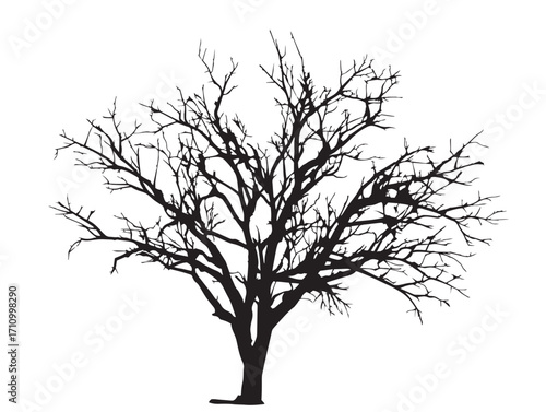 Leafless dead tree branches silhouette for dramatic nature artwork