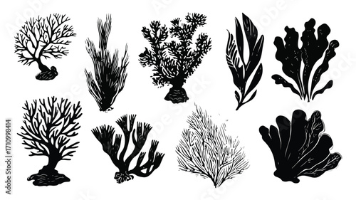 Hand Drawn Set of Corals and Seaweed Silhouettes for Underwater Design Inspiration