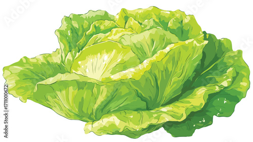 Fresh Lettuce Vegetable for Delicious Cooking Meals