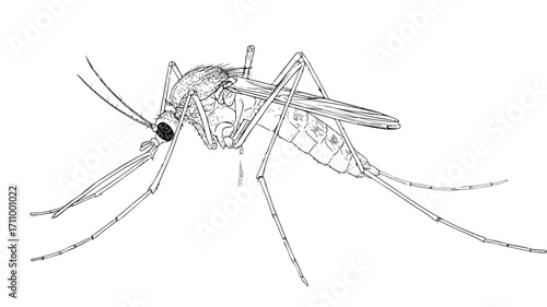 Detailed Line Art Vector of Mosquito Side View for Illustrations and Education