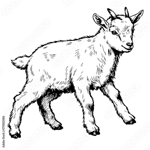 Baby goat sketch playing in a lively pose  
