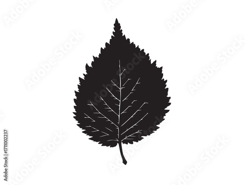 Isolated elm leaf silhouette vector for decorative nature art