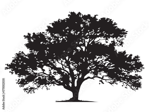 Wide spreading elm tree silhouette vector for natural artwork