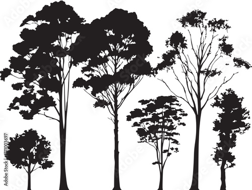 Elegant tall eucalyptus tree silhouette vector illustration art