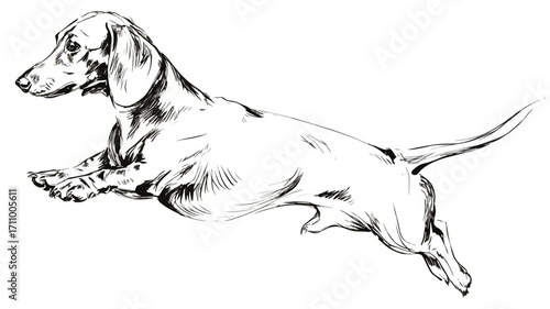 Playful Dachshund Dog in Motion Outline Running