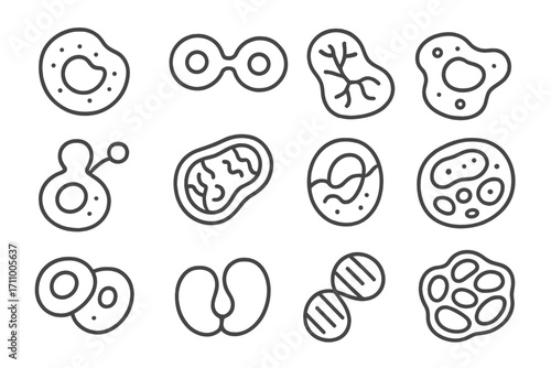 Organic Cell Icons. Line style icons of organic cells: irregular nucleus, splitting cell, veined cytoplasm, fluid membrane;