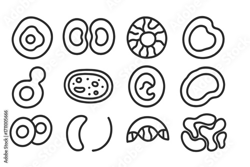 Organic Cell Icons. Line style icons of organic cells: irregular nucleus, splitting cell, veined cytoplasm, fluid membrane;