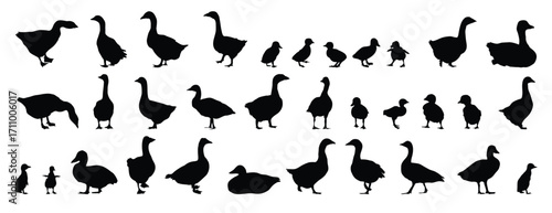 goose and gosling silhouette set. goose and gosling isolated farm animal silhouette icon vector collection
