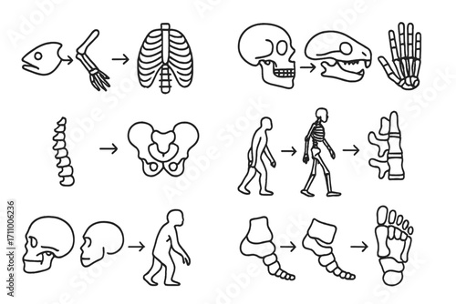 Bone Evolution Icons. Line style icons of bone evolution: fish to limb bones, transitional ribcage, early vertebrate skull,