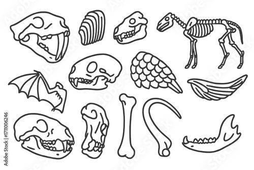 Fossil Animal Icons. Line style icons of fossil animals: saber tooth cat fossil, mammoth tooth, ancient lizard bones, extinct