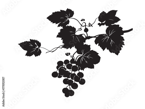 Elegant Grapevine Silhouette Vector Illustration with Organic Curves