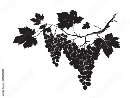 Detailed Grapevine Silhouette Botanical Artwork for Natural Patterns