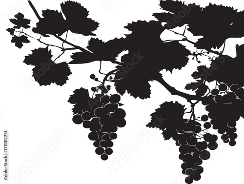 Decorative Grapevine Silhouette Vector Illustration with Twisting Leaves
