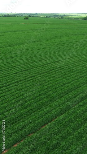 Drone tour of a peanut farm 7