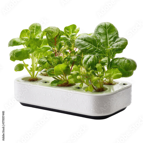 Small white hydroponic garden with vibrant green leafy plants