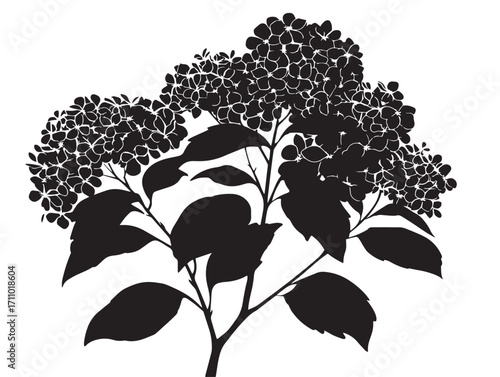 Romantic hydrangea blossom cluster in stunning silhouette vector