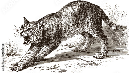 Majestic Feral Wildcat Pouncing Vector Engraving Illustration