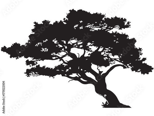 Classic juniper tree silhouette illustration in elegant vector style