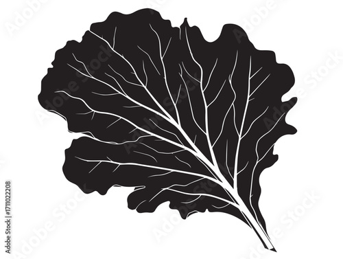 Beautiful kale leaf silhouette design in natural vector artwork