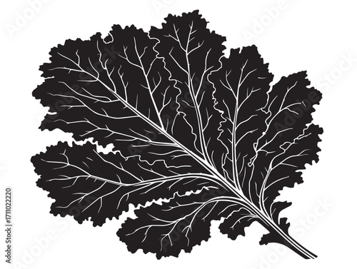 Decorative kale leaf silhouette illustration in detailed vector form