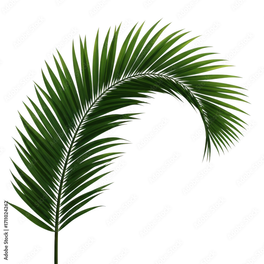 Fototapeta premium Close-up realistic tropical palm leaf frond lush green realistic detailed natural photography