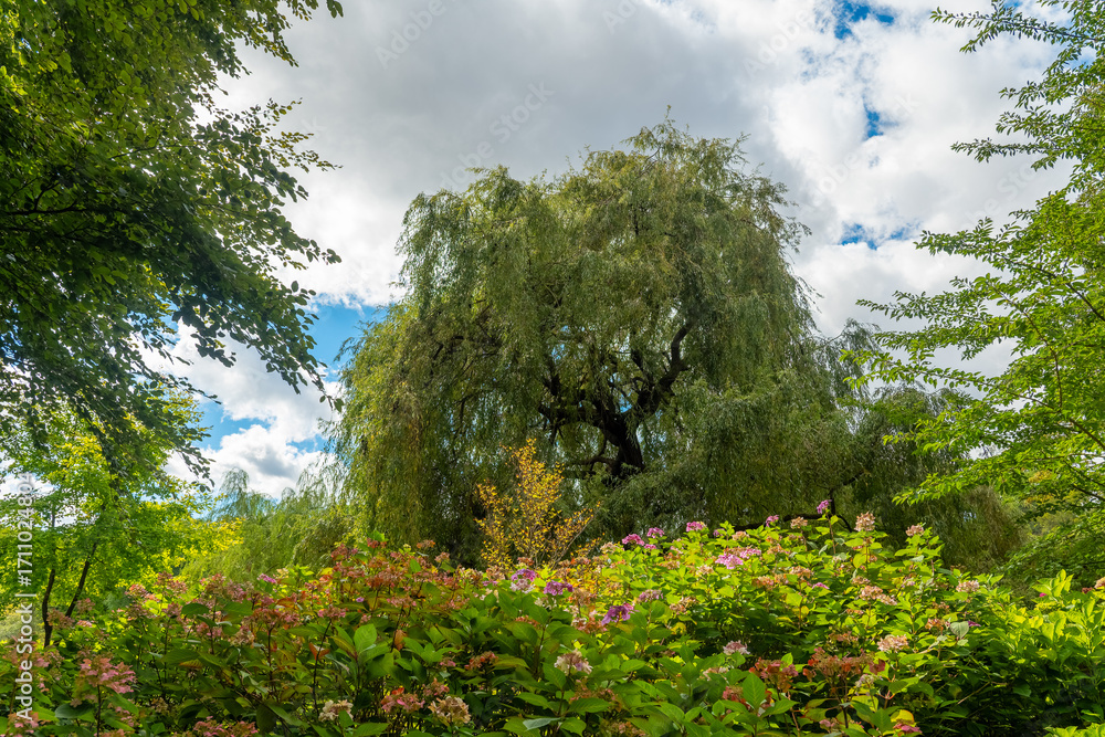 Fototapeta premium Vibrant greenery under a bright sky in a serene park during a sunny day in summer