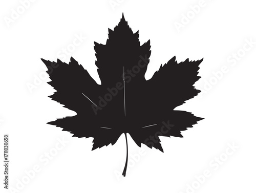 Classic maple leaf silhouette vector illustration in elegant design