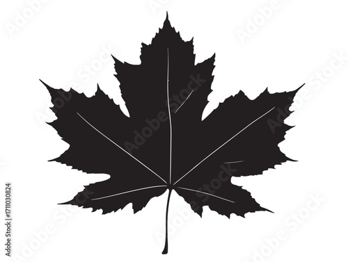 Beautiful maple leaf silhouette decorative vector illustration artwork