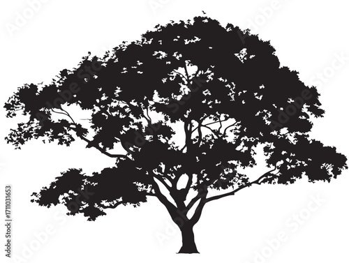 Bold maple tree wide canopy silhouette vector illustration