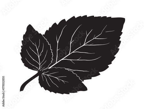 Graceful mint leaf silhouette illustration for botanical decoration