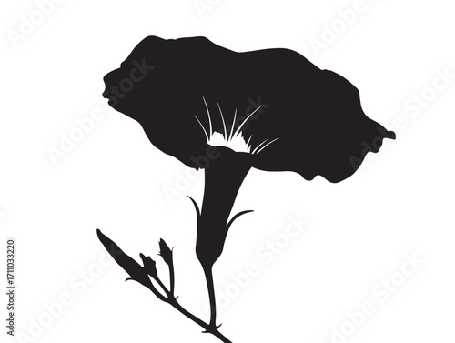 Decorative morning glory silhouette artwork for botanical inspiration