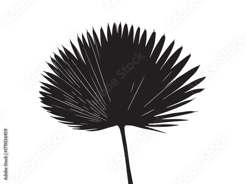 Decorative palm frond silhouette elegant botanical vector image