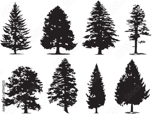 Majestic pine tree conifer silhouette with elegant outline