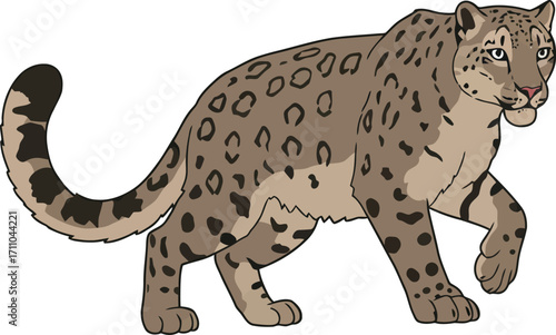 Majestic snow leopard walking illustration wildlife animal.