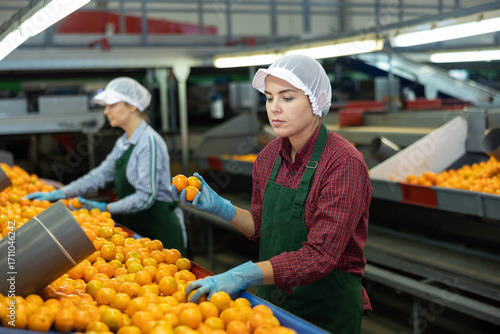 Two workers in colored uniforms sort tangerines on a conveyor line for processing citrus fruits in a warehouse.