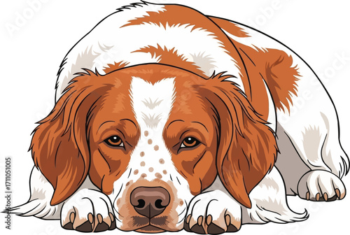 Brittany Dog lying down relaxed cute front view vector illustration