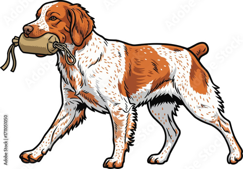 Brittany Dog retrieving or carrying game dummy vector illustration