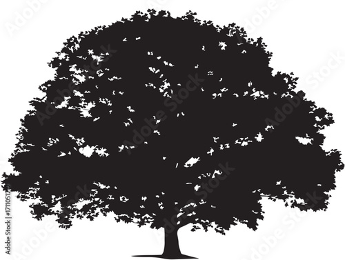 Majestic sycamore broad canopy silhouette vector illustration design